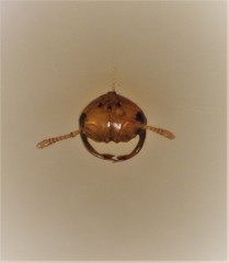 Odontofroggatia galili