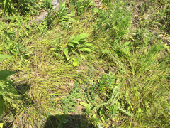 Carex cephalophora