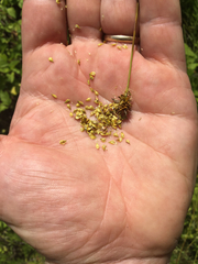 Carex cephalophora