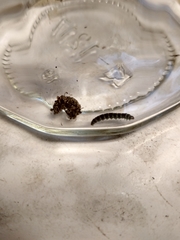 Insecta