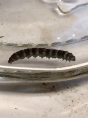 Insecta