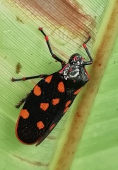 Mahanarva costaricensis