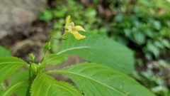 Impatiens parviflora