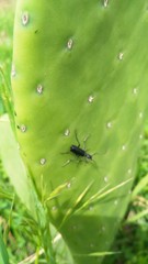 Epicauta curvicornis