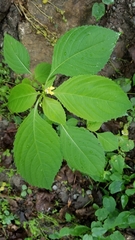 Impatiens parviflora