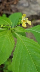 Impatiens parviflora