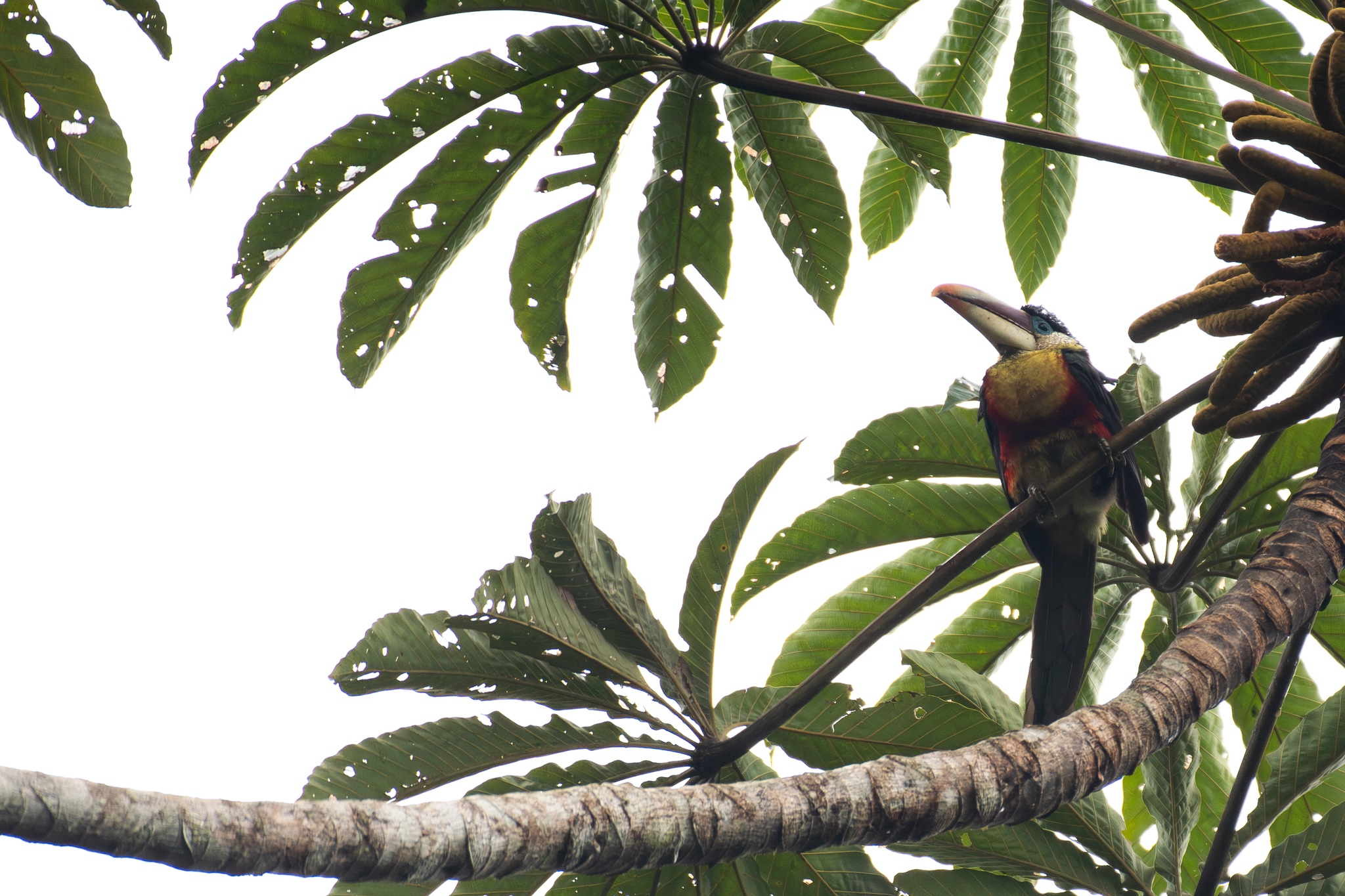 Curl-crested Aracari (Pteroglossus beauharnaisii), photo 7
