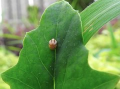 Cheilomenes sexmaculata