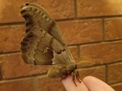 Antheraea polyphemus
