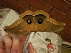 Antheraea polyphemus