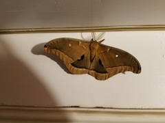 Antheraea polyphemus