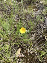 Crocanthemum canadense