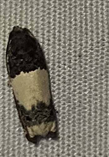 Goldenrod Gall Moth photo 5