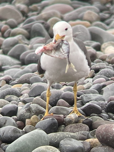 Belcher's Gull (Larus belcheri), photo 9