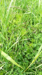 Epicauta curvicornis