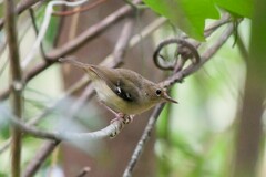 Tropical Scrubwren photo 2