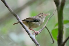 Tropical Scrubwren photo 1