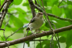 Tropical Scrubwren photo 4