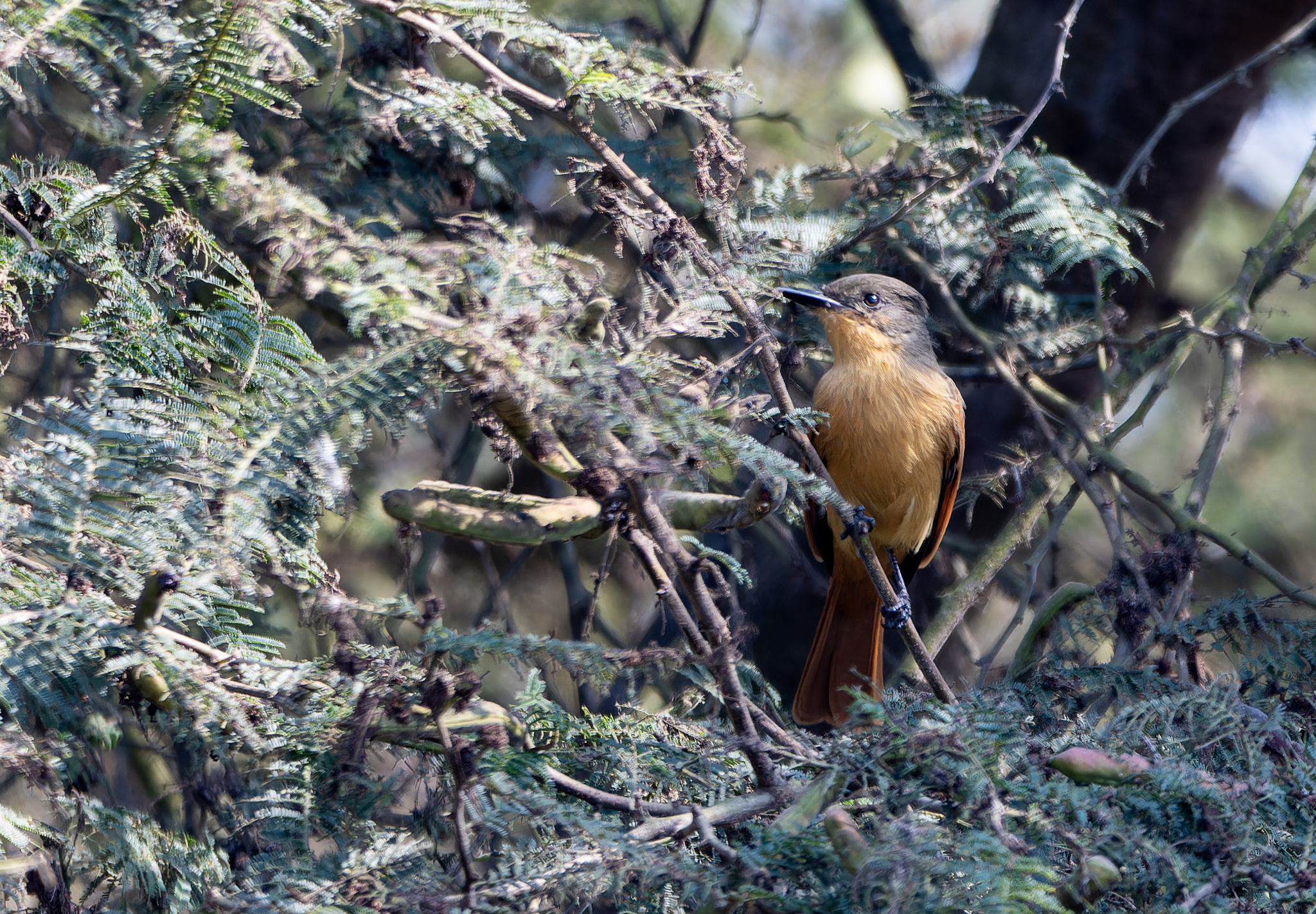 Rufous Flycatcher (Myiarchus semirufus), photo 6