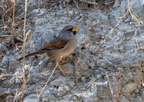 Great Inca Finch (Incaspiza pulchra), photo 7