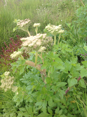 Angelica lucida