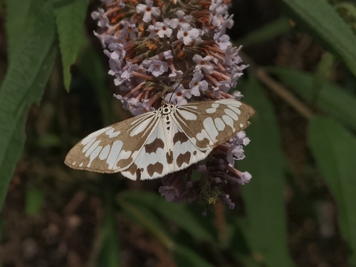 Marbled White Moth