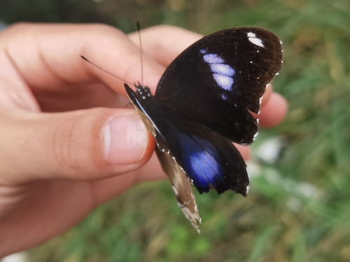 Great Eggfly