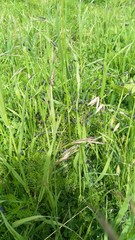 Epicauta curvicornis