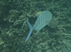 Ferdauia ferdau