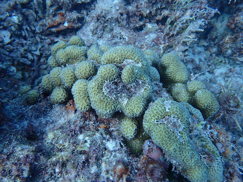 Platygyra pini observed 2024-08-28