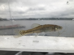 Fundulus diaphanus menona