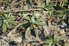 Plantago serraria