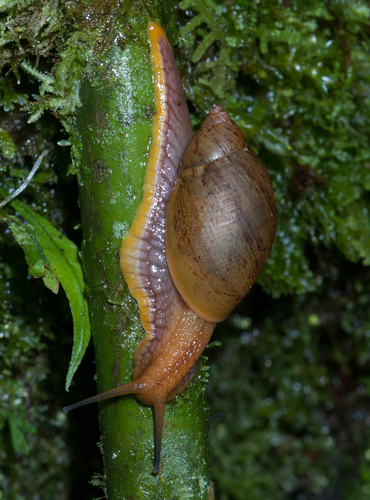 Plekocheilus lynciculus image