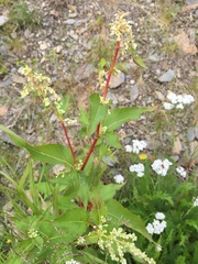 Koenigia alaskana
