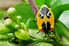 Runibia euopta