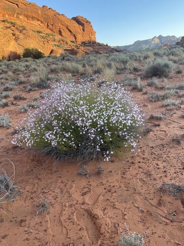 Image of Penstemon ambiguus by no rights reserved