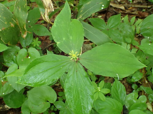 Paris tetraphylla iNat (2)