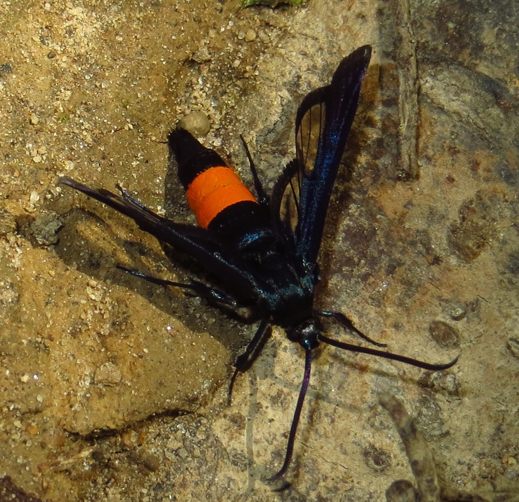 Tupelo Clearwing Moth