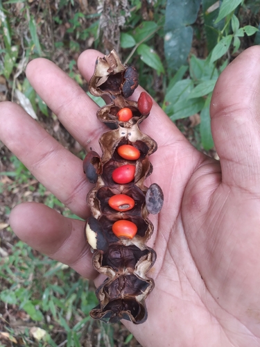 Foto de Mulungu-da-amazônia