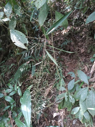 Aulonemia tremula