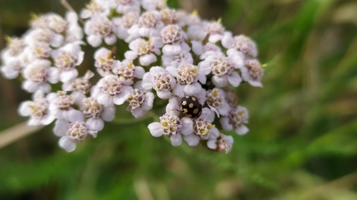 Coccinula quatuordecimpustulata