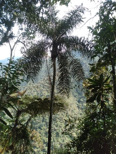 Ceroxylon pityrophyllum, photograph 3