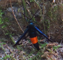 Synanthedon rubrofascia