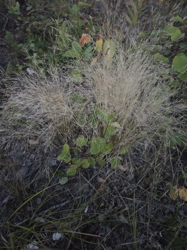 Rough Bentgrass