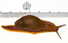 Plekocheilus lynciculus