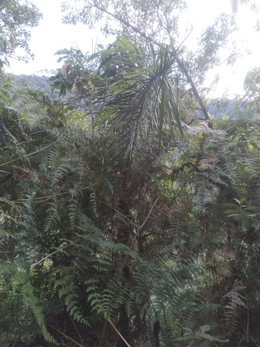 Ceroxylon pityrophyllum, photograph 2