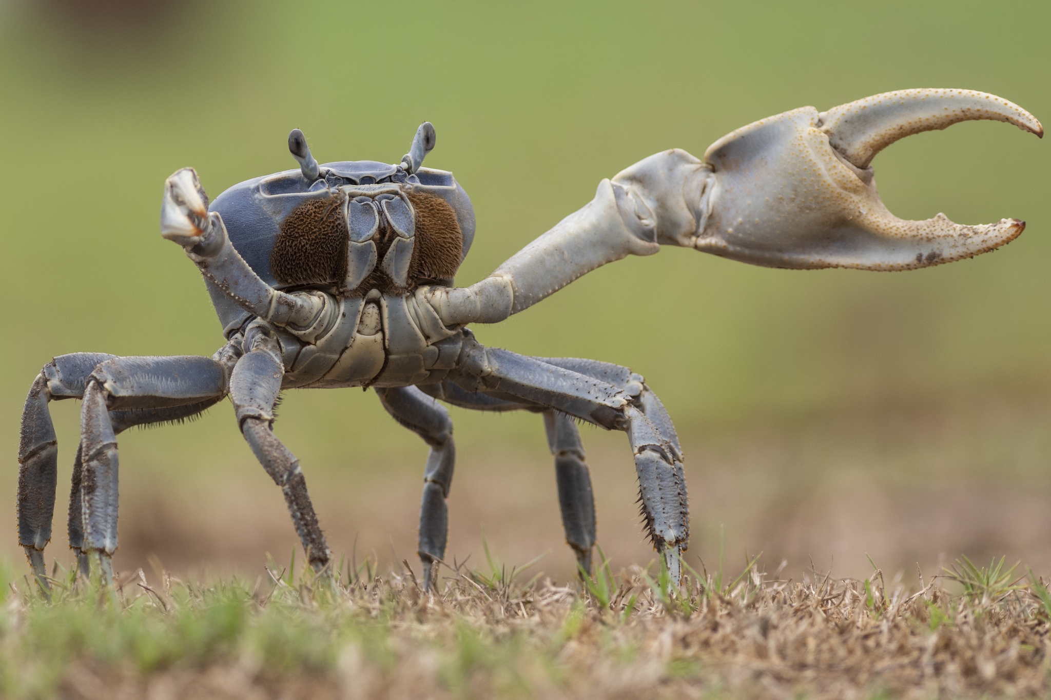 Cangrejo azul de tierra (Cardisoma guanhumi) · NaturaLista Colombia, image size:2048x1365