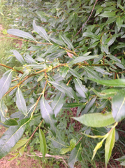 Salix pulchra