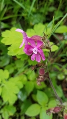 Silene dioica