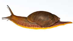 Plekocheilus lynciculus